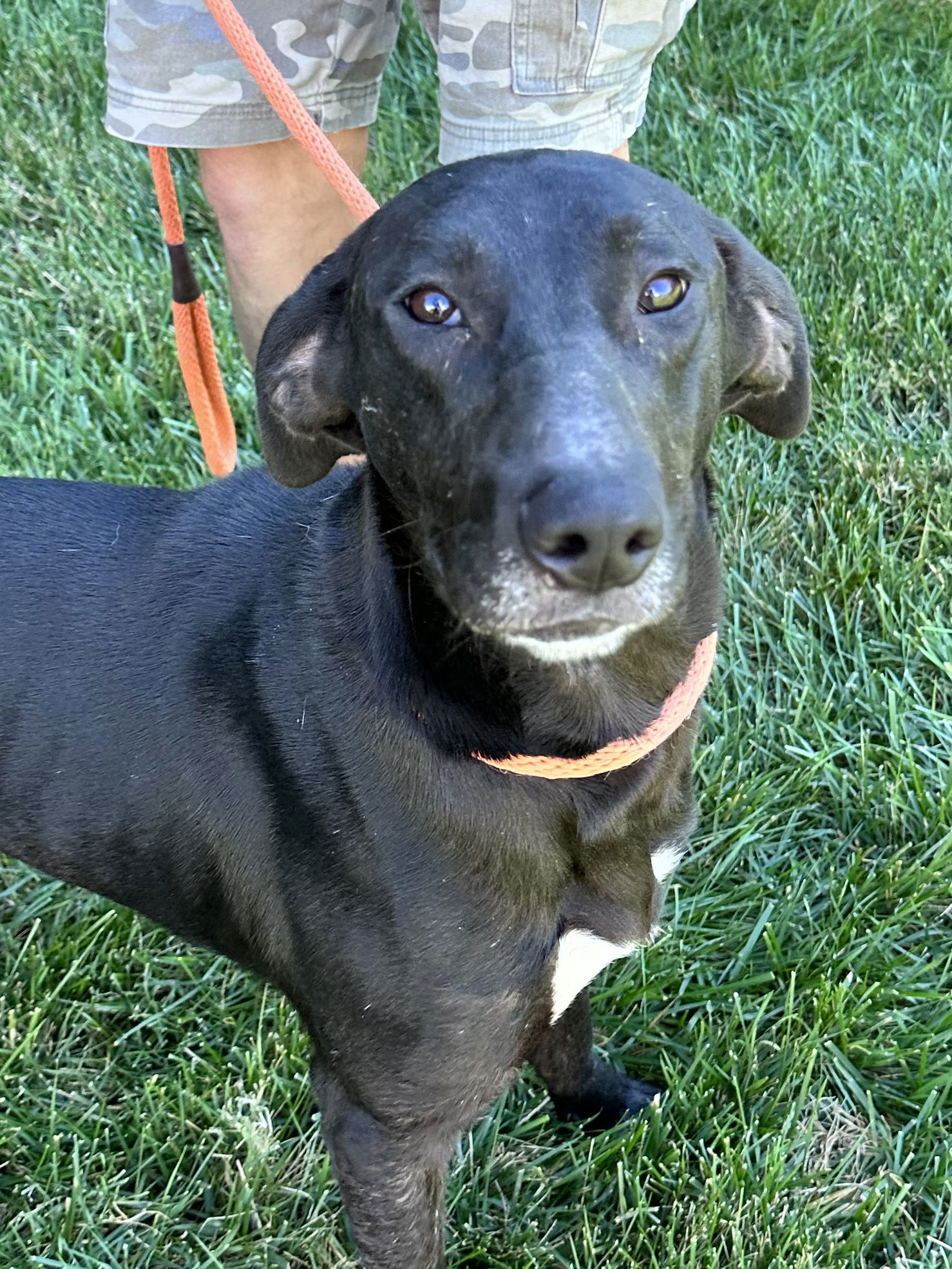 Dog for adoption - Blaze, a Labrador Retriever Mix in Thomasville, NC ...