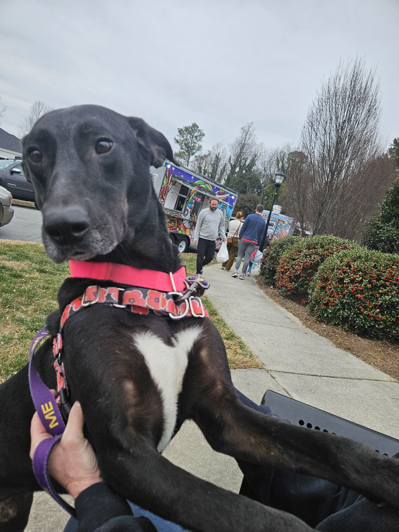 Blaze, an adoptable Labrador Retriever, Great Dane in Thomasville, NC, 27361 | Photo Image 1