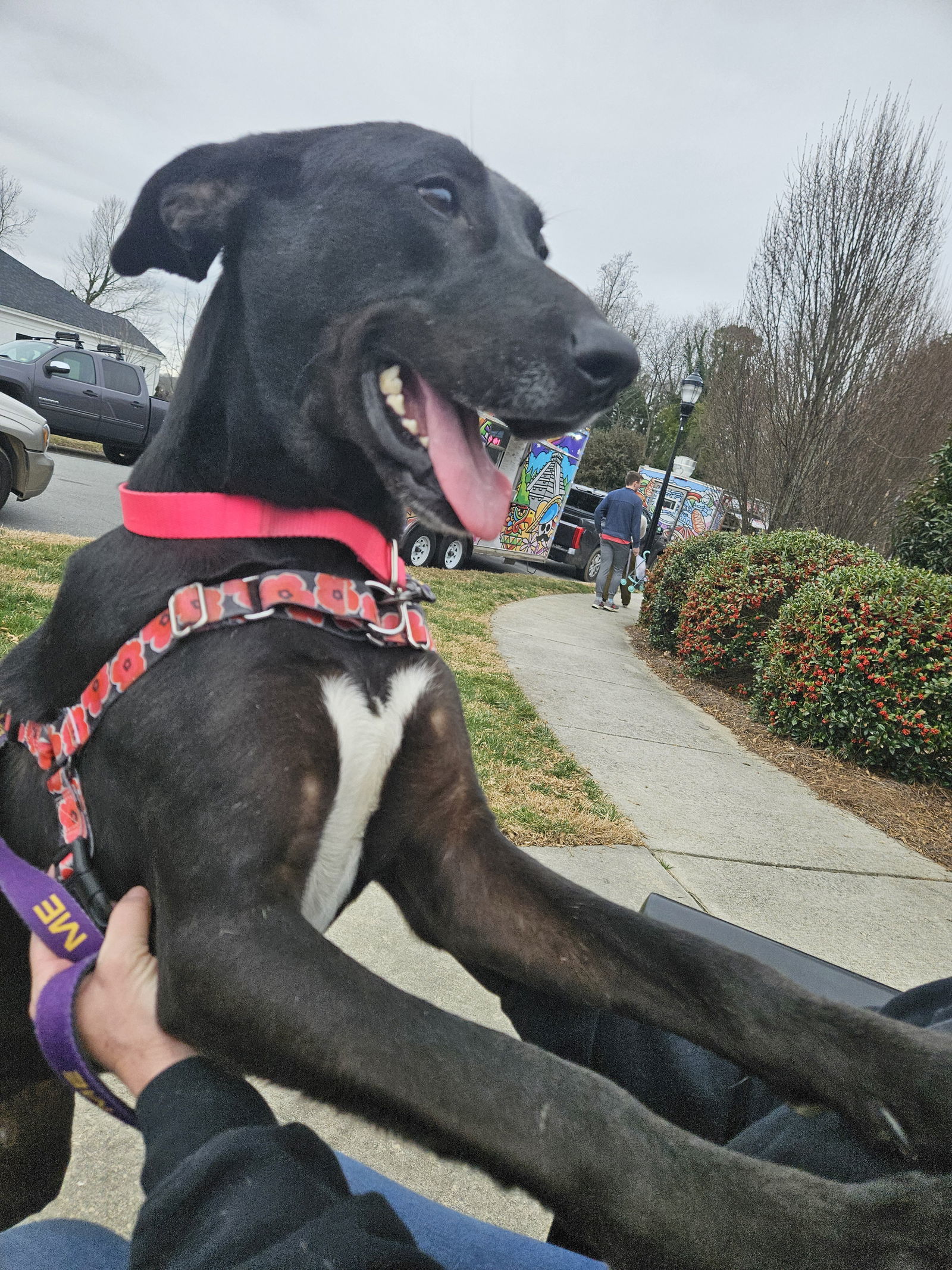 Blaze, an adoptable Labrador Retriever, Great Dane in Thomasville, NC, 27361 | Photo Image 3