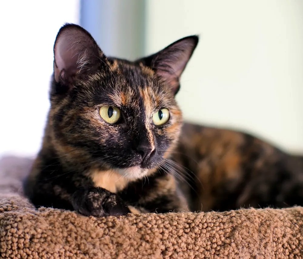 Daisy, an adoptable Domestic Short Hair in Vashon, WA, 98070 | Photo Image 1