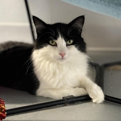 Jeannie, an adoptable Domestic Long Hair in Sheridan, WY, 82801 | Photo Image 1