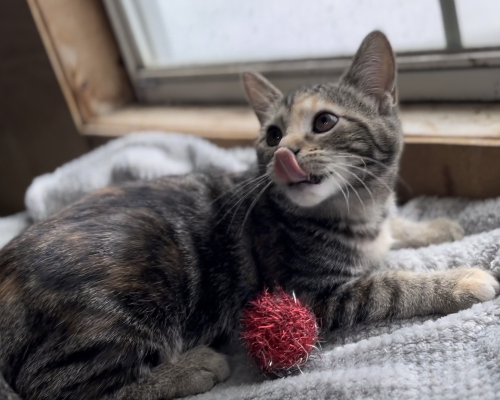 L1, an adoptable American Shorthair in Pontotoc, MS, 38863 | Photo Image 3