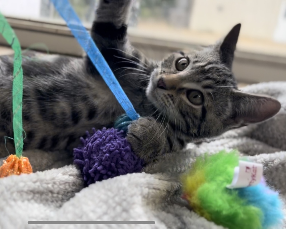 L2, an adoptable American Shorthair in Pontotoc, MS, 38863 | Photo Image 5