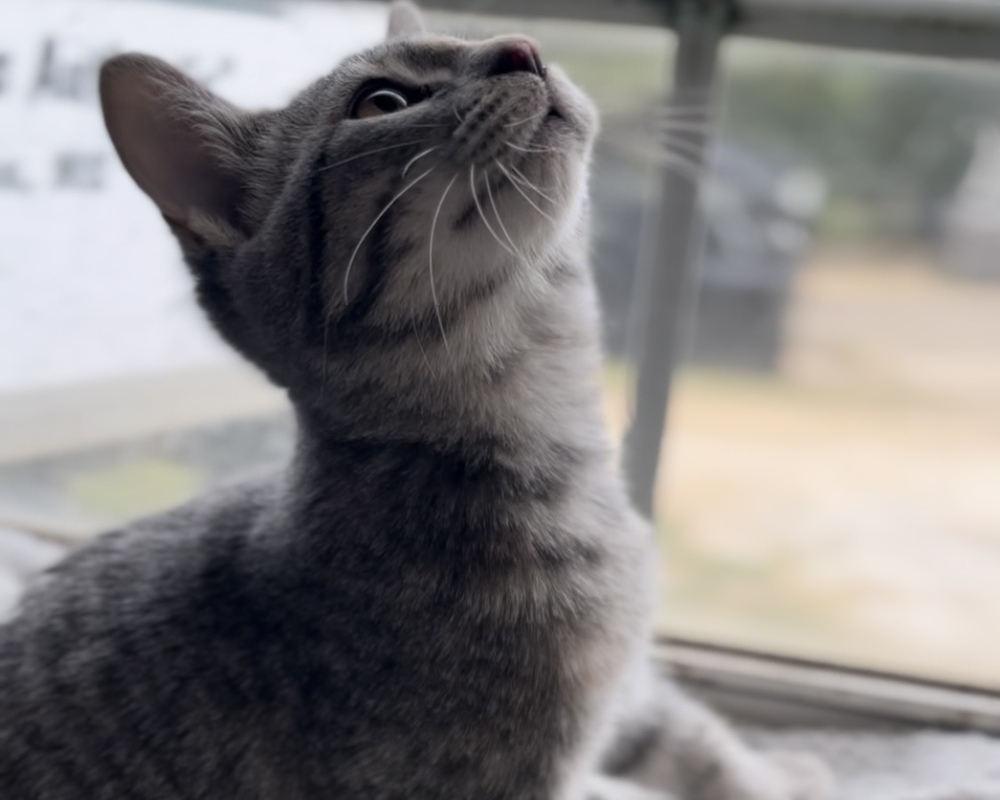 L3, an adoptable American Shorthair in Pontotoc, MS, 38863 | Photo Image 1