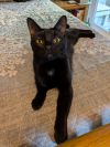 C247 Stout photo 1