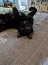 C247 Stout photo 2