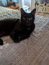 C247 Stout photo 3