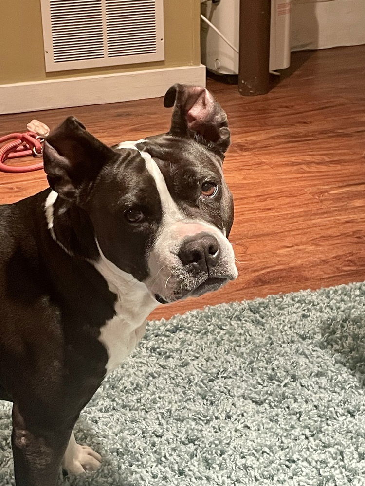 Dottie