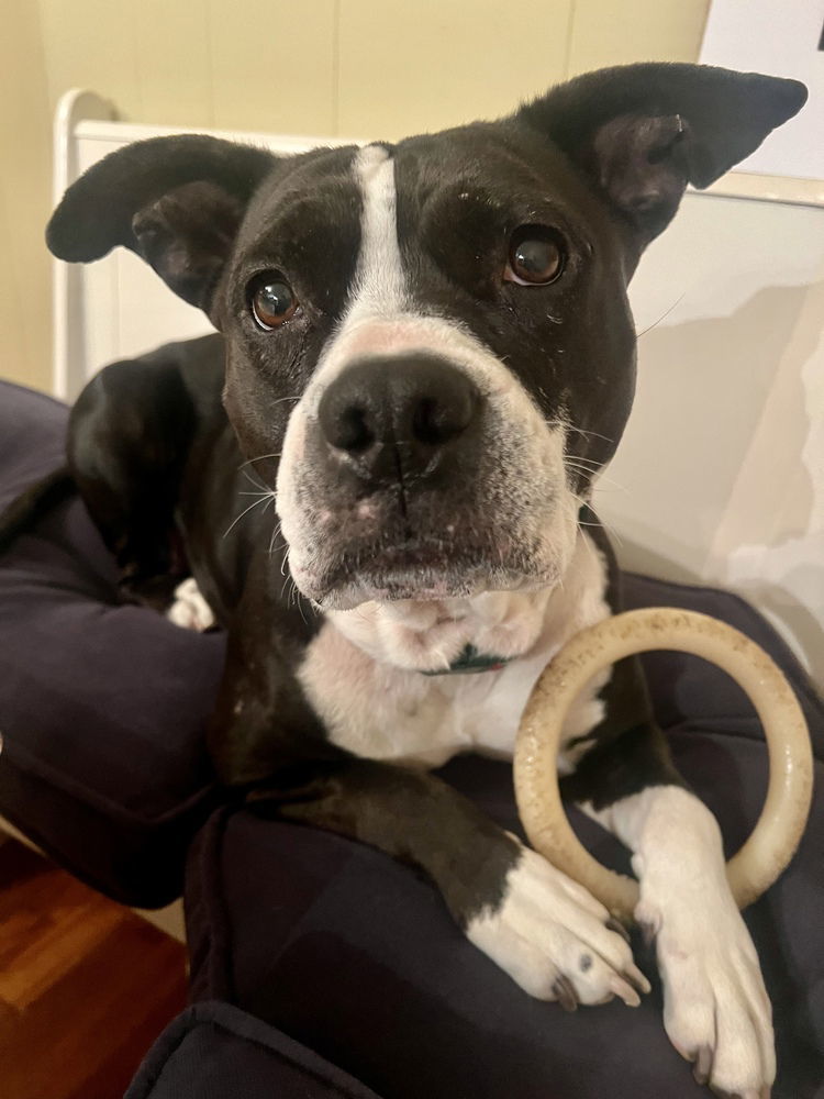 Dottie