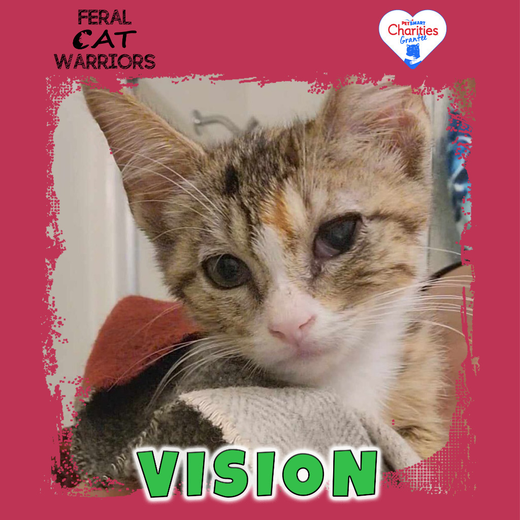 Vision, an adoptable Domestic Short Hair in Kingman, AZ, 86401 | Photo Image 1