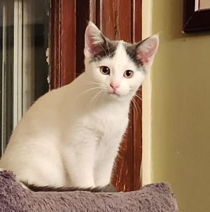 Nova