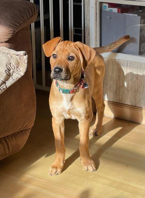 Faith, an adoptable Black Mouth Cur Mix in Manchester, CT_image-1