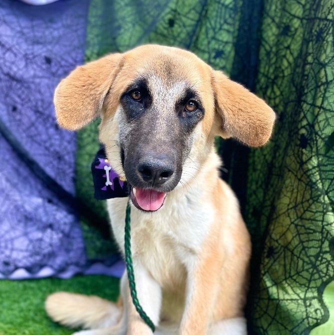 LADY, an adoptable Shepherd Mix in Rowland Heights, CA_image-1
