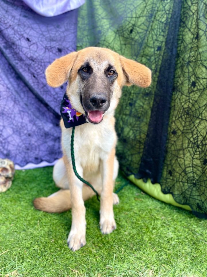 LADY, an adoptable Shepherd Mix in Rowland Heights, CA_image-5