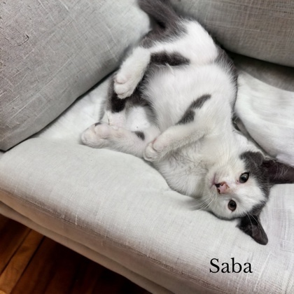 Saba 1