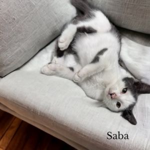 Saba