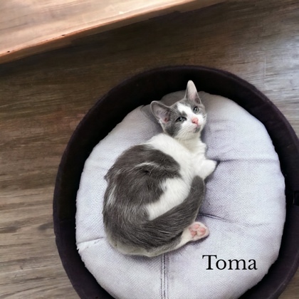 Toma, an adoptable Domestic Short Hair in Cumberland, MD_image-1