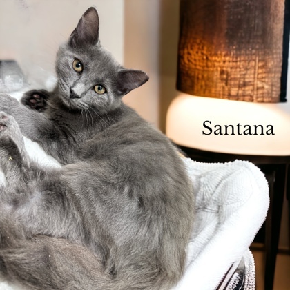 Santana, an adoptable Domestic Long Hair & Domestic Short Hair Mix in Cumberland, MD_image-1
