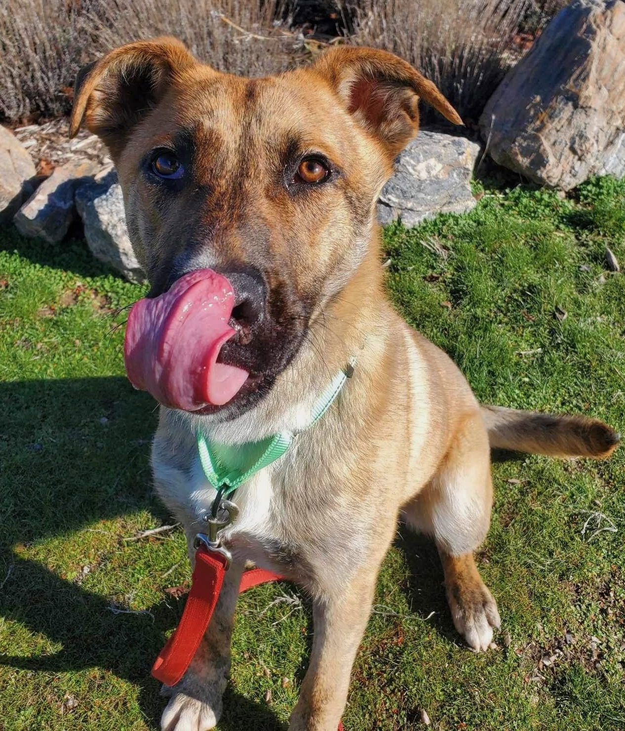 Berry, an adoptable Cattle Dog, German Shepherd Dog in Yreka, CA, 96097 | Photo Image 1