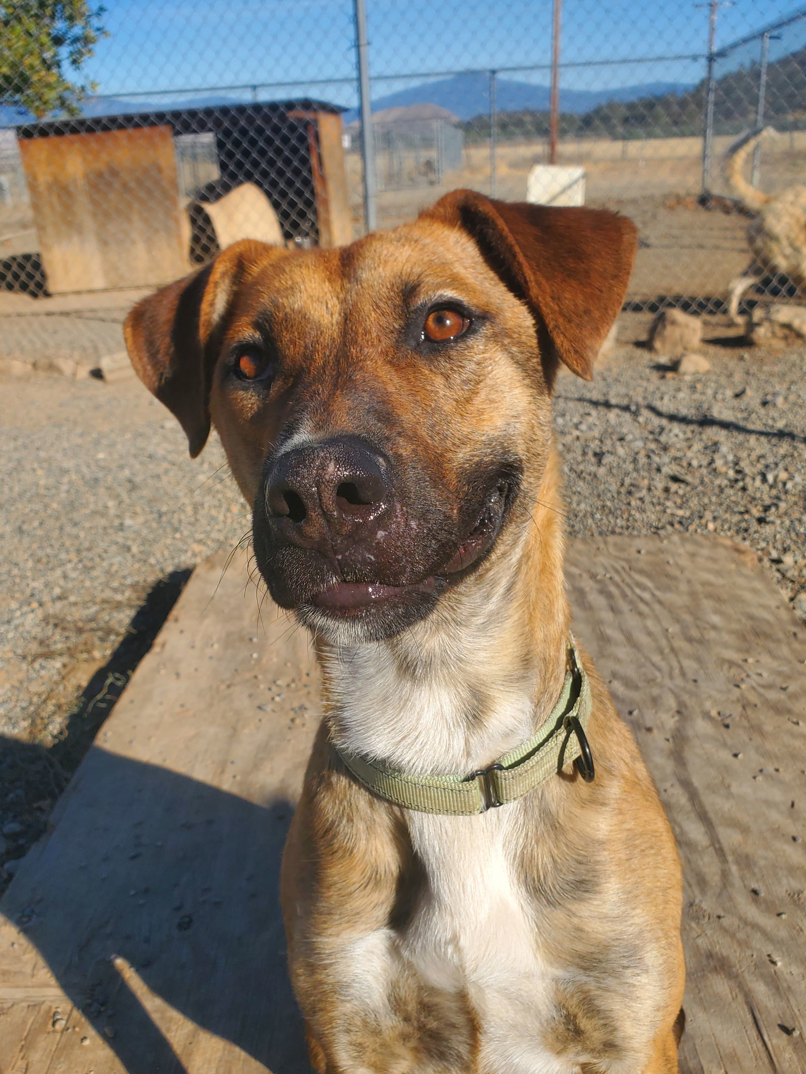 Berry, an adoptable Cattle Dog, German Shepherd Dog in Yreka, CA, 96097 | Photo Image 1