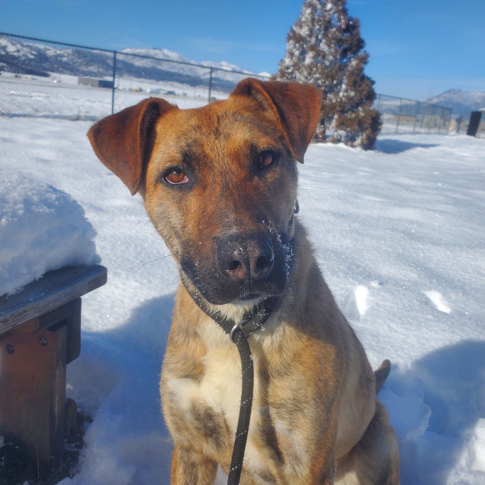 Berry, an adoptable Plott Hound, Cattle Dog in Yreka, CA, 96097 | Photo Image 1