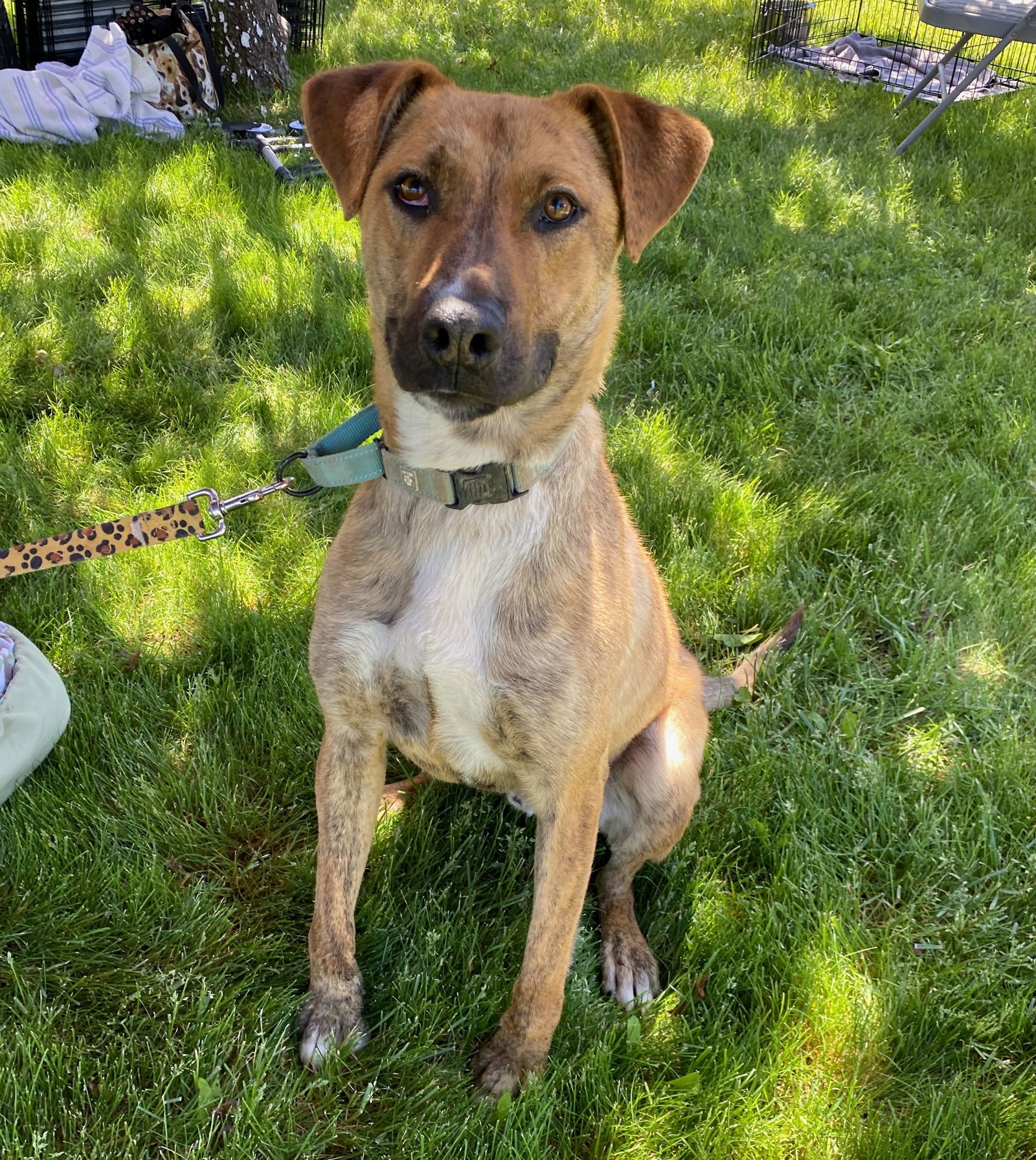 Berry, an adoptable Plott Hound, Cattle Dog in Yreka, CA, 96097 | Photo Image 1