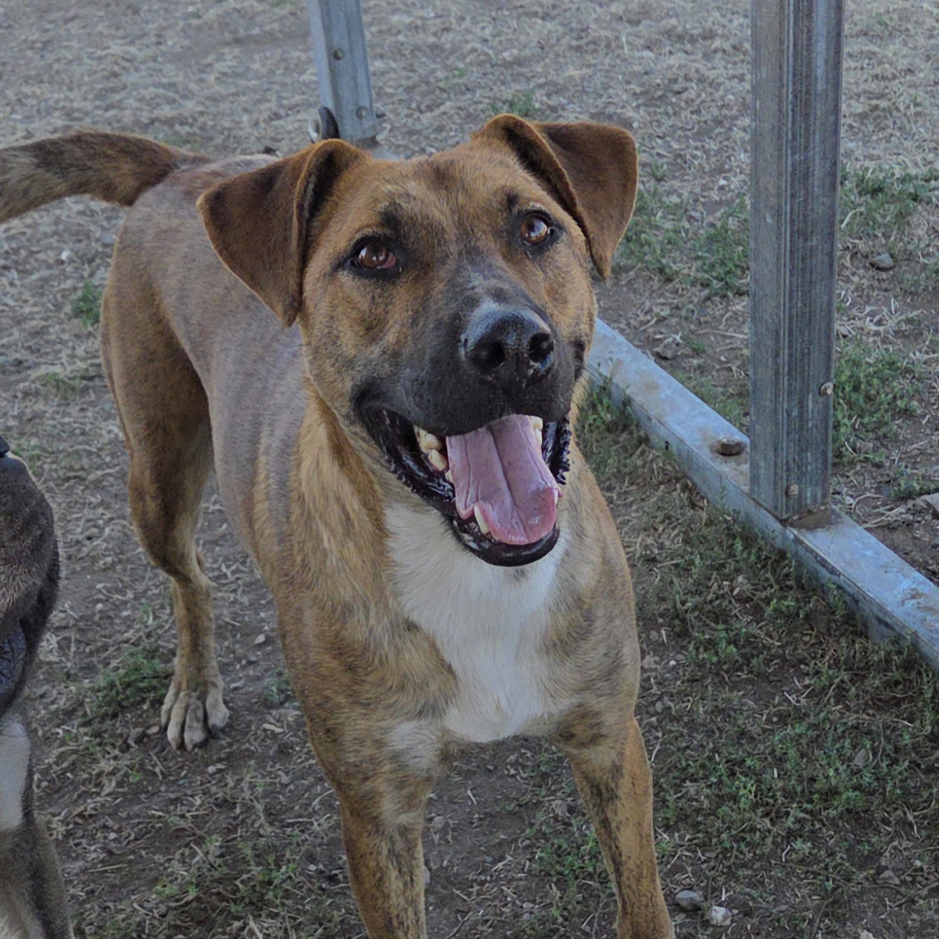 Berry, an adoptable Plott Hound, Cattle Dog in Yreka, CA, 96097 | Photo Image 1