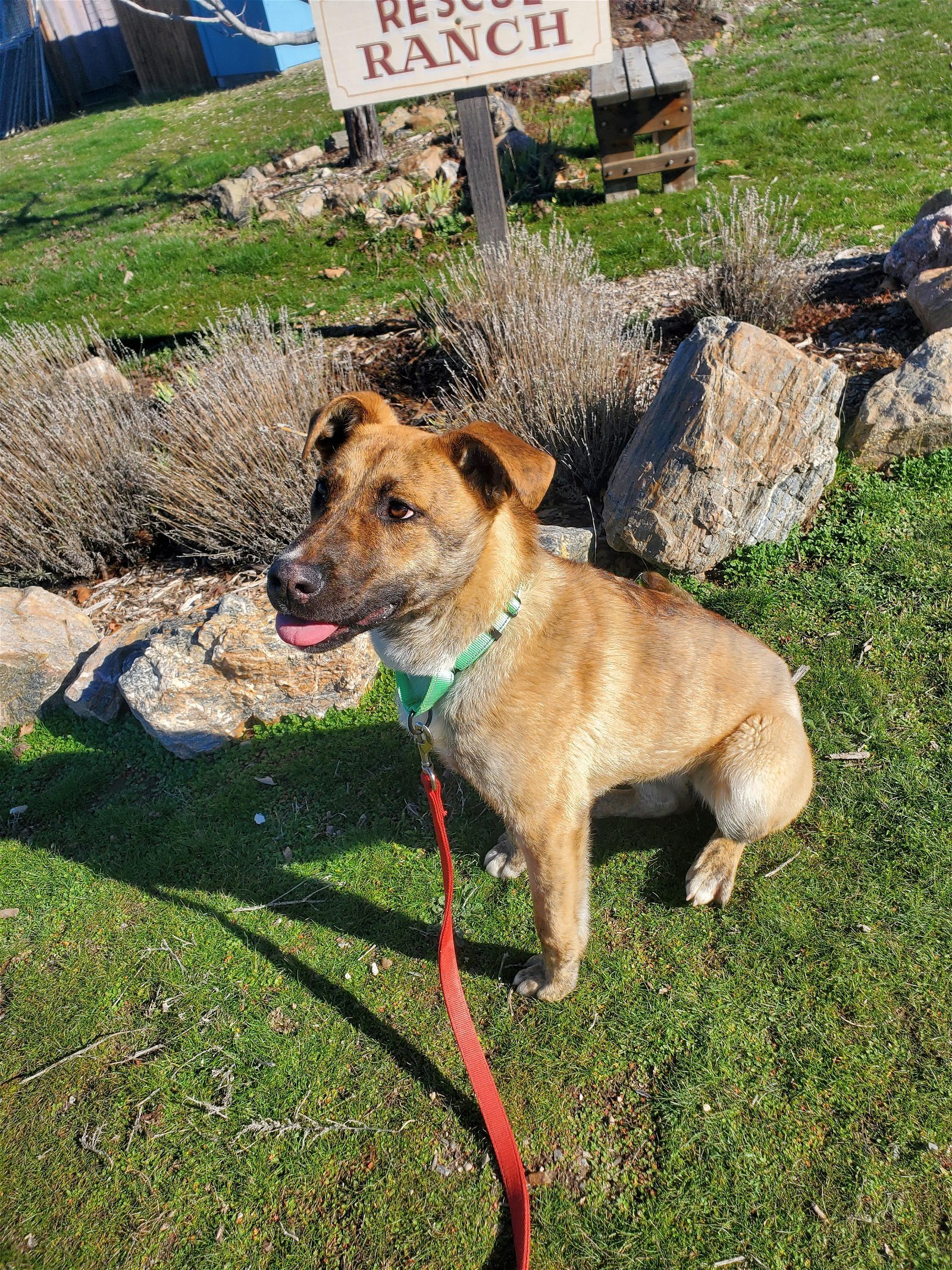 Berry, an adoptable Cattle Dog, German Shepherd Dog in Yreka, CA, 96097 | Photo Image 2