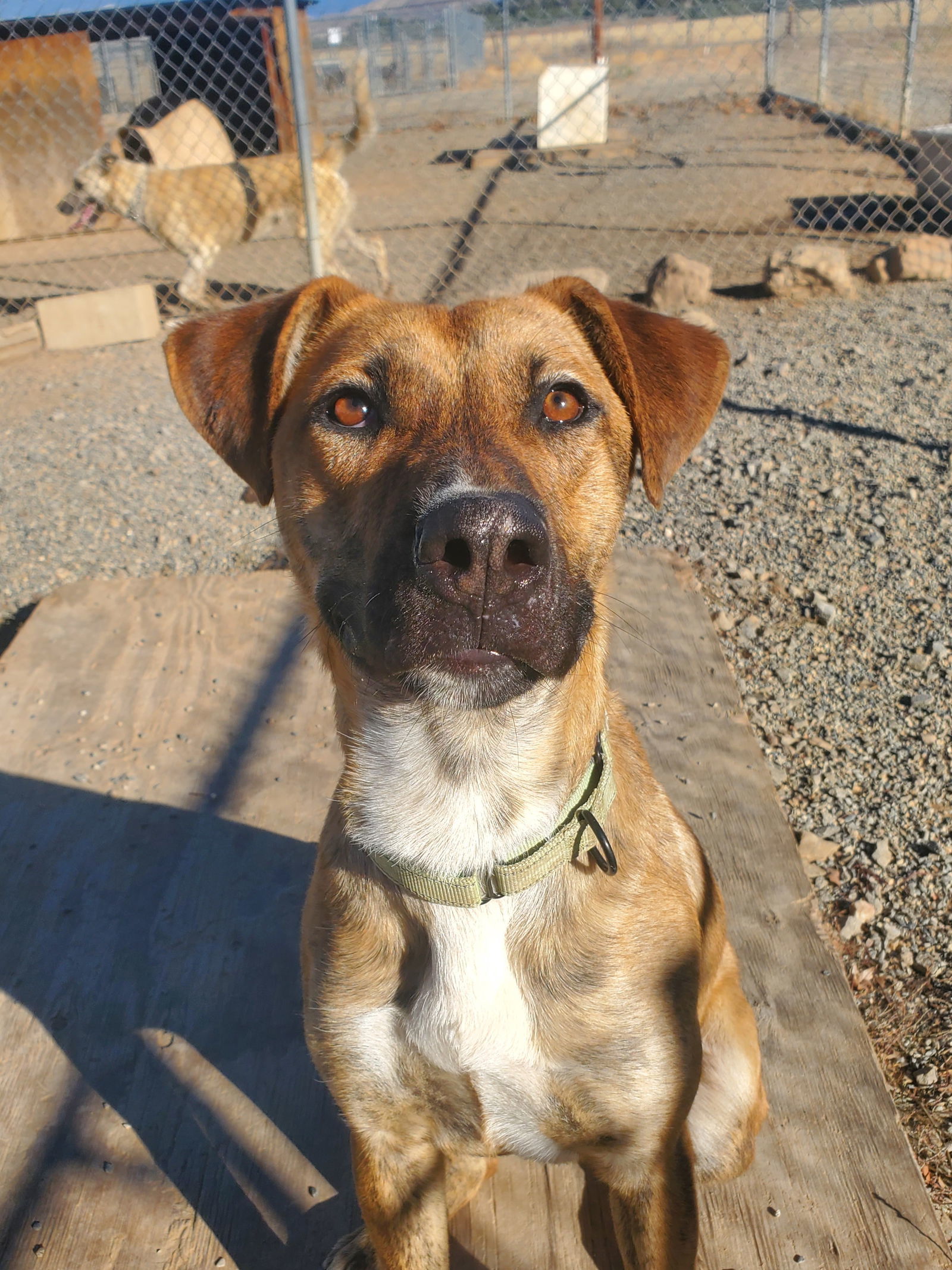 Berry, an adoptable Cattle Dog, German Shepherd Dog in Yreka, CA, 96097 | Photo Image 2