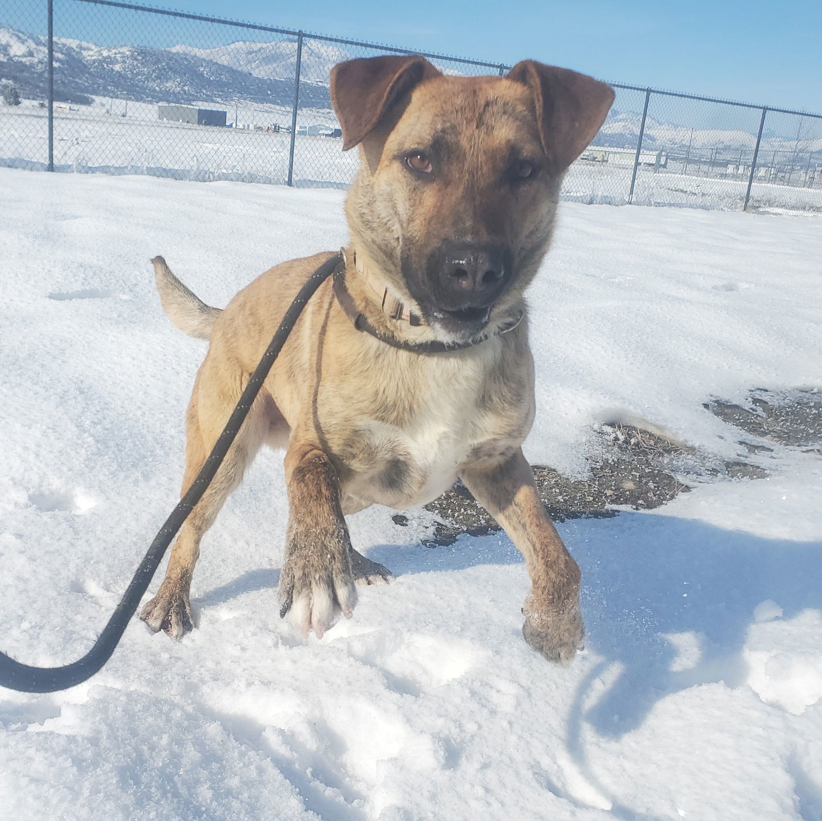 Berry, an adoptable Plott Hound, Cattle Dog in Yreka, CA, 96097 | Photo Image 2