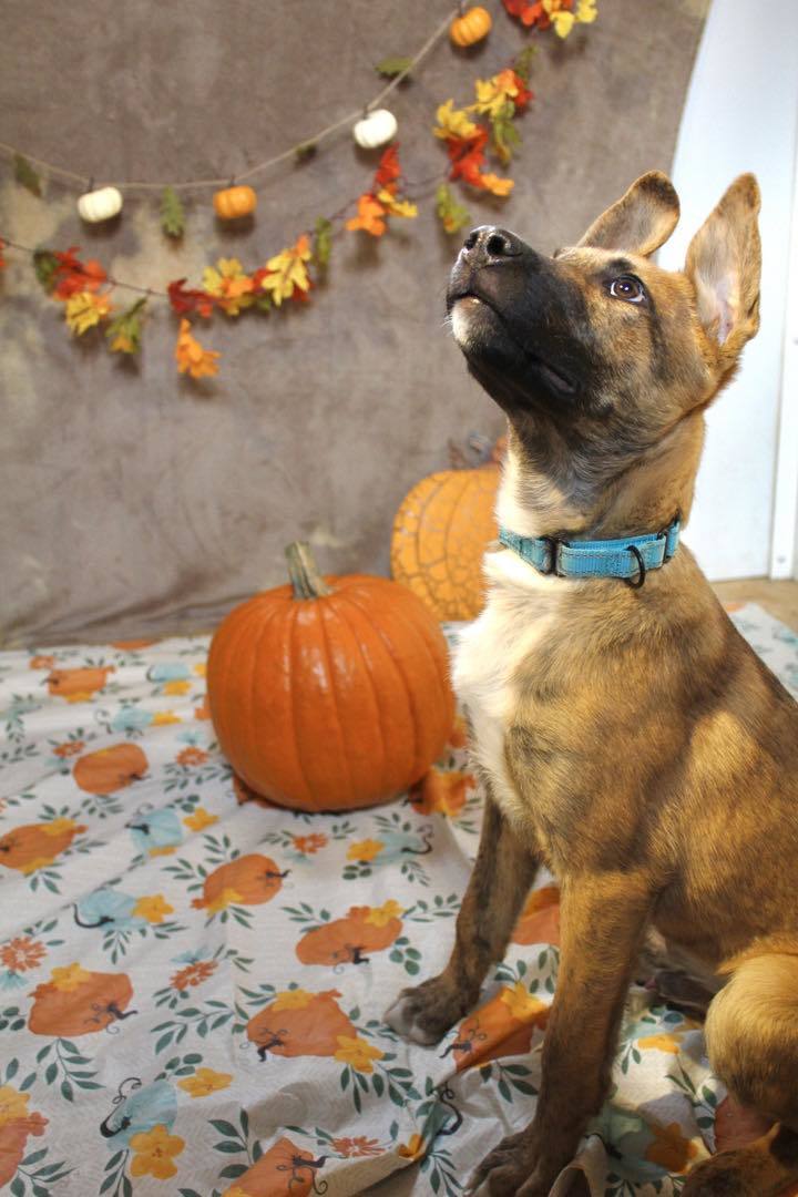 Berry, an adoptable Cattle Dog, German Shepherd Dog in Yreka, CA, 96097 | Photo Image 3