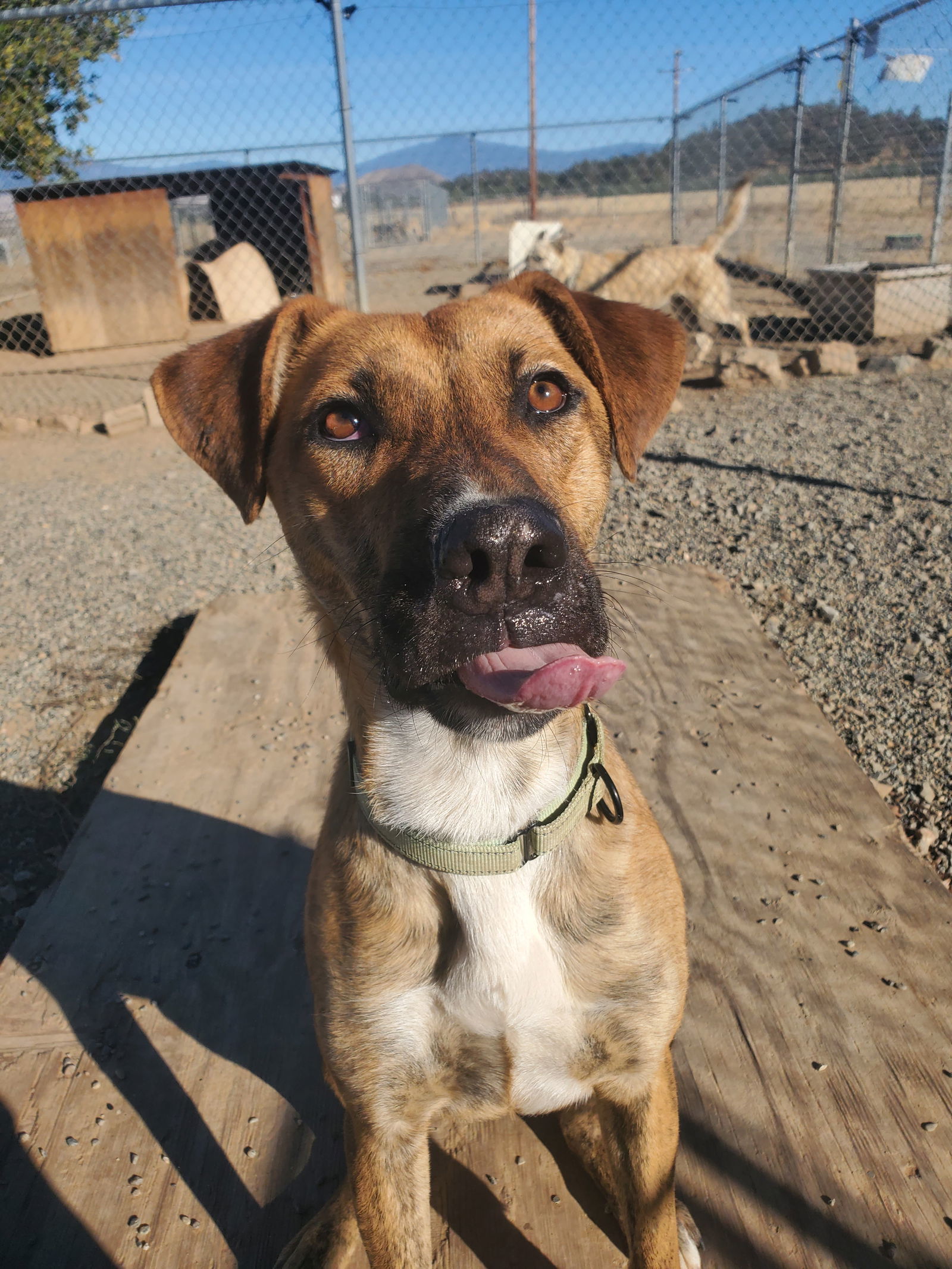 Berry, an adoptable Cattle Dog, German Shepherd Dog in Yreka, CA, 96097 | Photo Image 3