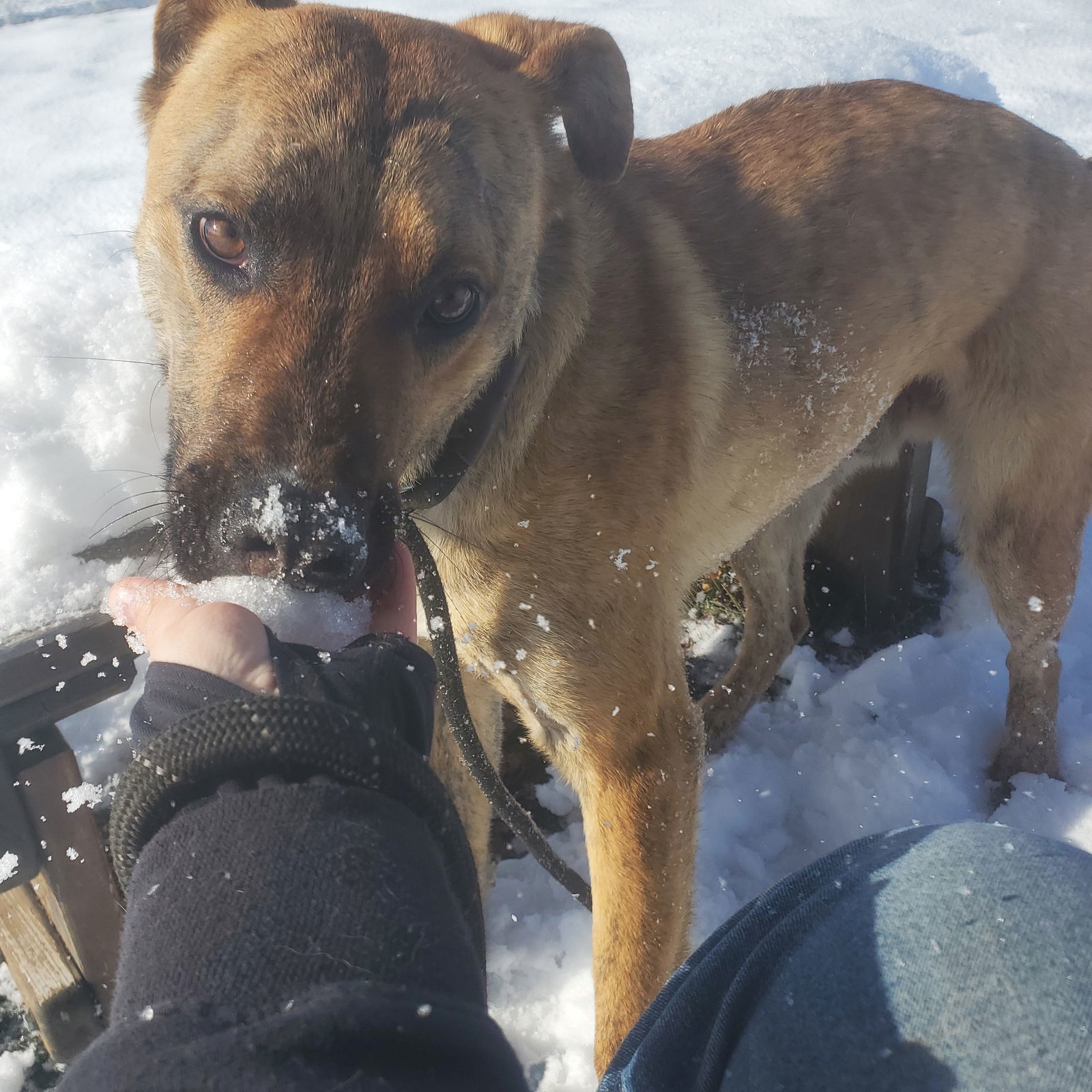 Berry, an adoptable Plott Hound, Cattle Dog in Yreka, CA, 96097 | Photo Image 3