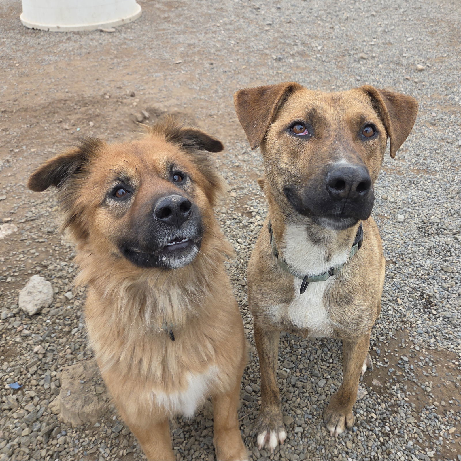 Berry, an adoptable Plott Hound, Cattle Dog in Yreka, CA, 96097 | Photo Image 3