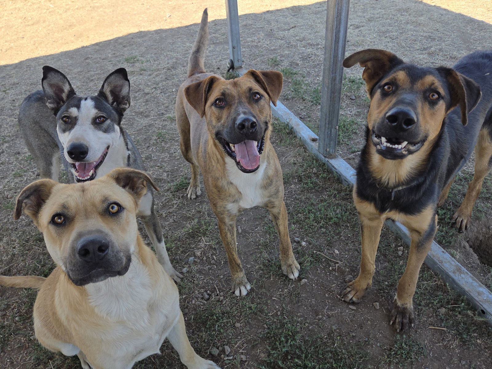Berry, an adoptable Plott Hound, Cattle Dog in Yreka, CA, 96097 | Photo Image 3