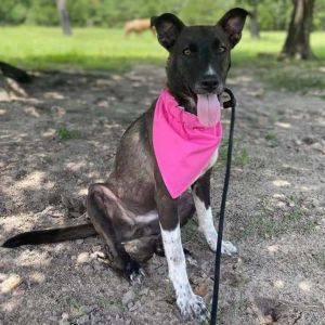 Dog for adoption - Gucci, a Mixed Breed in Oceanside, NY