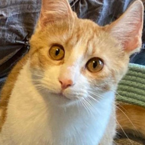 Sylvester, an adoptable Domestic Short Hair in Fresno, CA, 93725 | Photo Image 1