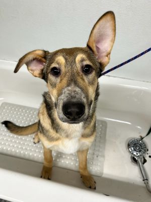 SUPER CUTE BIG AND CUDDLY NOAH is a super social 4 month old healthy male Germain Shepard mix Gre