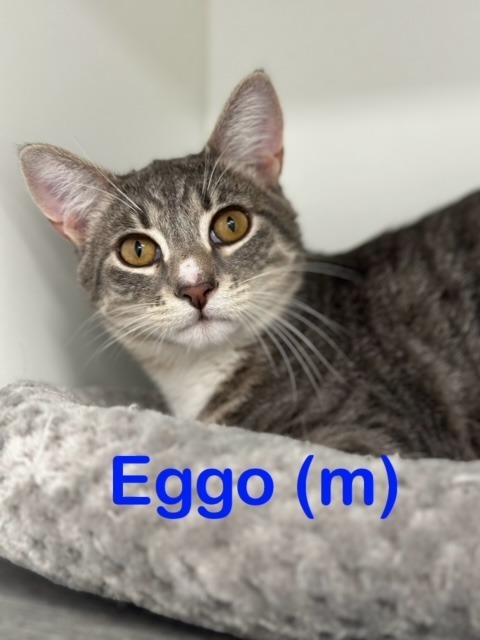 Eggo Kitten 1