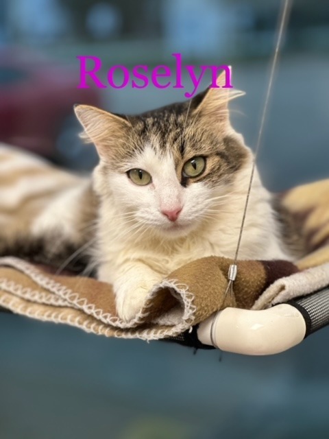 ROSELYN, an adoptable Domestic Short Hair in New Bern, NC, 28563 | Photo Image 1