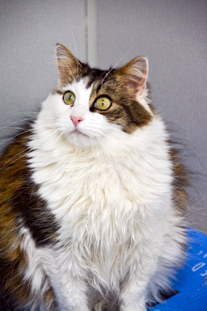 ROSELYN, an adoptable Domestic Long Hair in New Bern, NC, 28563 | Photo Image 1