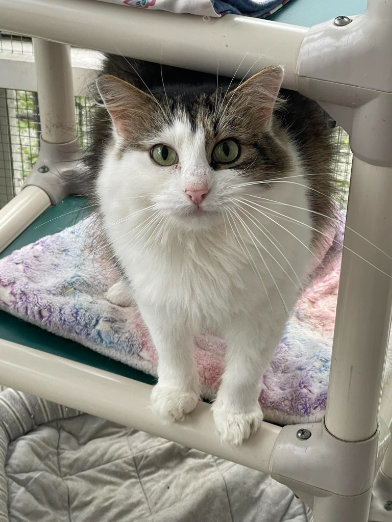 ROSELYN, an adoptable Domestic Long Hair in New Bern, NC, 28563 | Photo Image 3