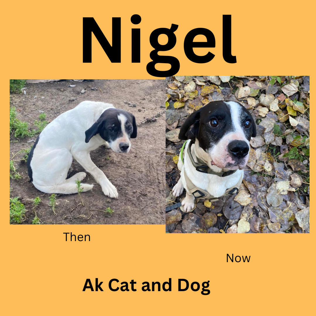 Nigel (FKA Neighbor), an adoptable English Springer Spaniel in Wasilla, AK, 99654 | Photo Image 1
