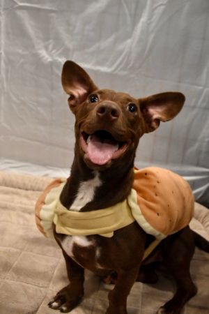 Halloween Costumes  Georgia Jack Russell Rescue