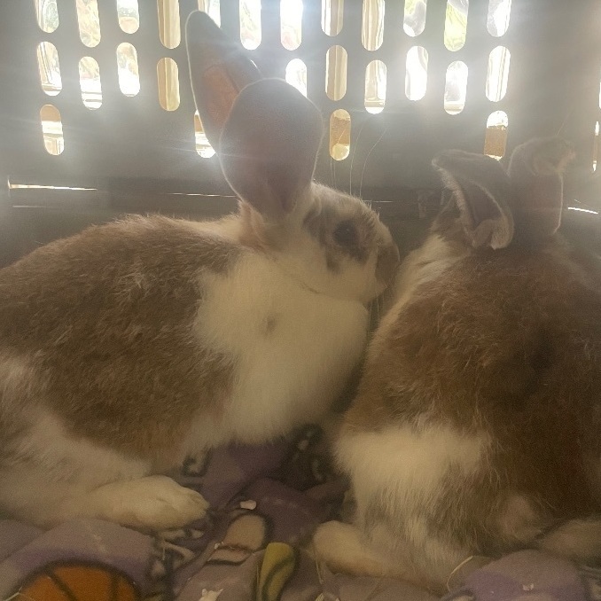 Kara & Kelsey (bonded pair), an adopted Bunny Rabbit in Huntsville, AL_image-3