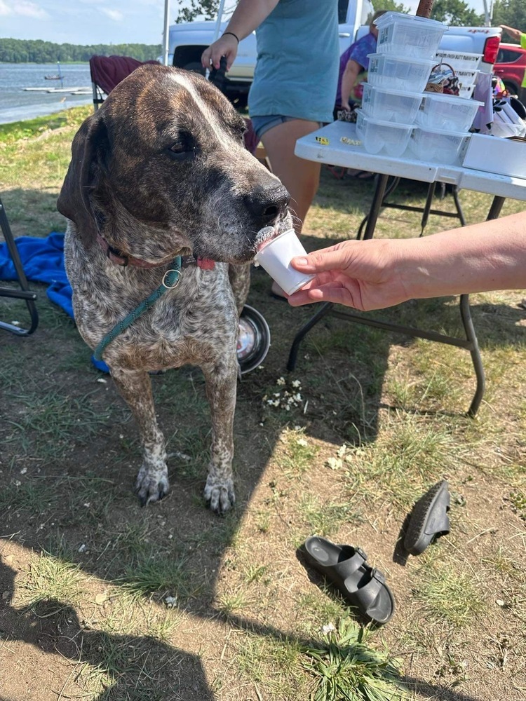 Beau, an adoptable Great Dane in ALBANY, IL, 61230 | Photo Image 1