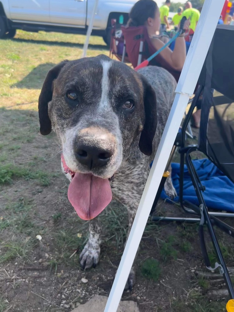 Beau, an adoptable Great Dane in ALBANY, IL, 61230 | Photo Image 4