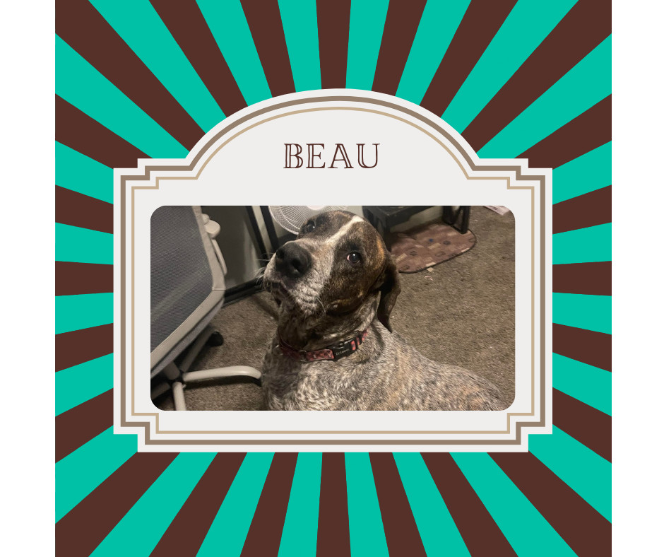 Beau, an adoptable Great Dane in ALBANY, IL, 61230 | Photo Image 5