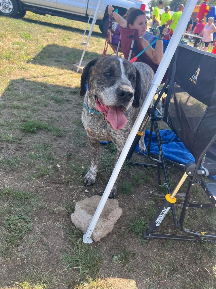 Beau, an adoptable Great Dane in ALBANY, IL, 61230 | Photo Image 6