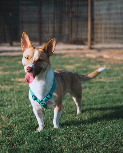 Butterfly, an adoptable Corgi, Chihuahua in Lubbock, TX, 79424 | Photo Image 1
